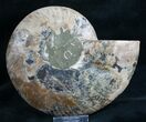 Split Ammonite Fossil (Half) #8006-1